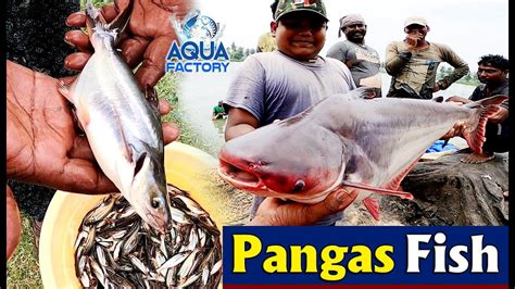 panga solarmovie